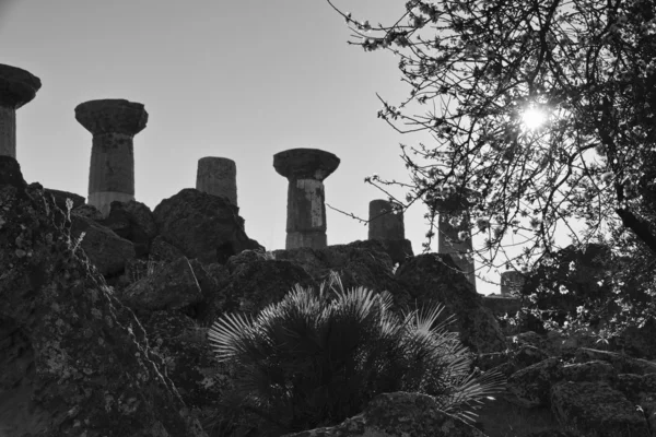 Миндальное дерево и храм Геркулеса — стоковое фото