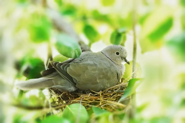 Птица в гнездо — стоковое фото