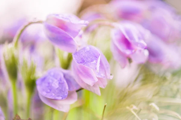 Нежные цветы подснежники — стоковое фото