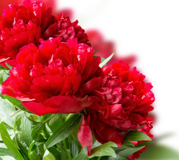 Красивые цветы красные пионы, изолированные на белом фоне — стоковое фото