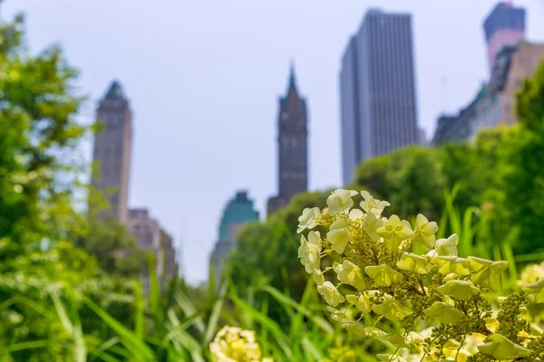 Цветы центрального парка Манхэттен Нью-Йорк — стоковое фото