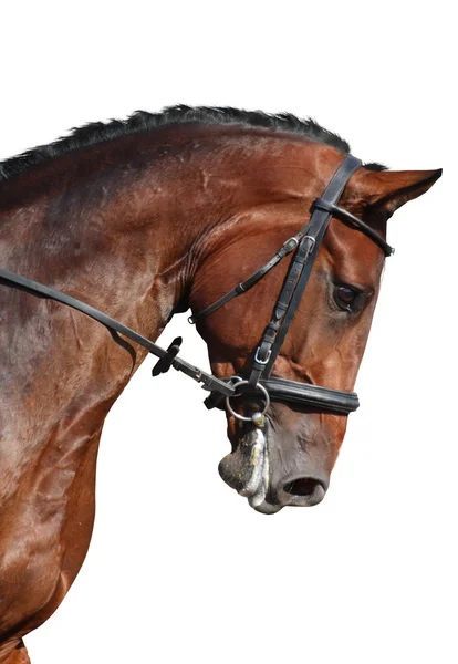 Коричневый спортивный портрет лошади, изолированный на белом — стоковое фото