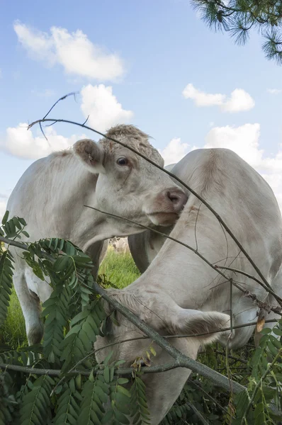 Две коровы на лугу — стоковое фото