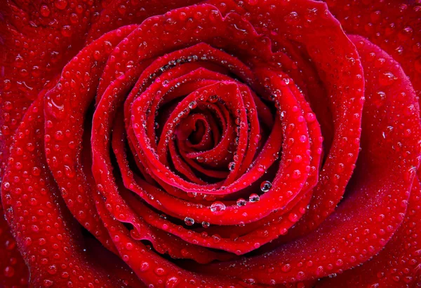 Красивые одной красной розой — стоковое фото