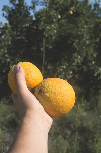 Апельсины на зеленой ветке — стоковое фото