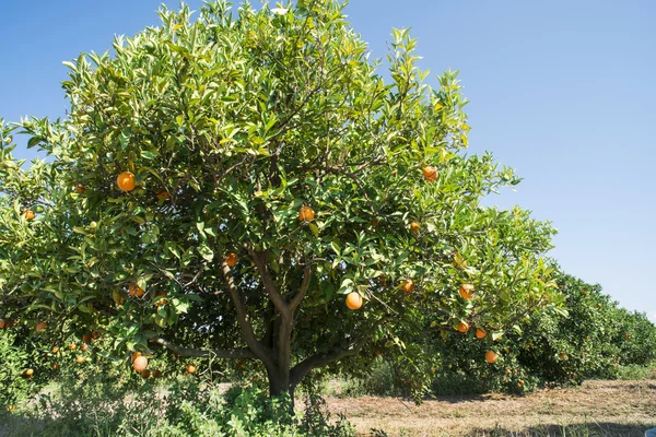 Апельсиновые деревья в Плантейшне — стоковое фото