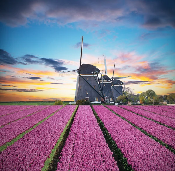 Поле яркие тюльпаны с голландской ветряной мельницей — стоковое фото
