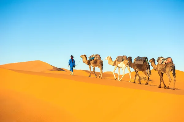 Караван верблюдов в пустыне Сахара Стоковое Фото