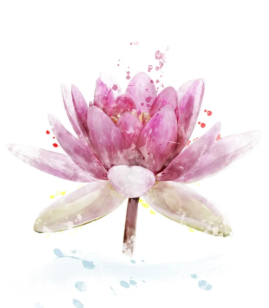 Акварель изображение цветка Розовая кувшинка Стоковое Изображение