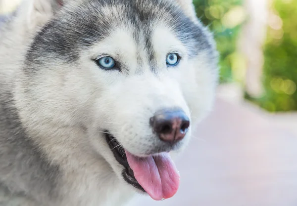 Сибирский собака с голубыми глазами Лицензионные Стоковые Фото