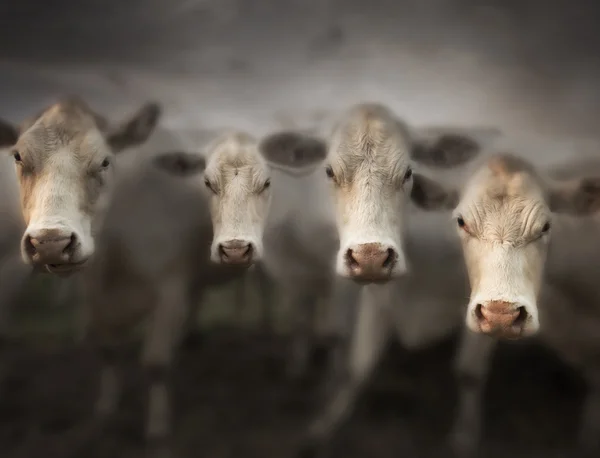 Четыре белых коров Стоковая Картинка