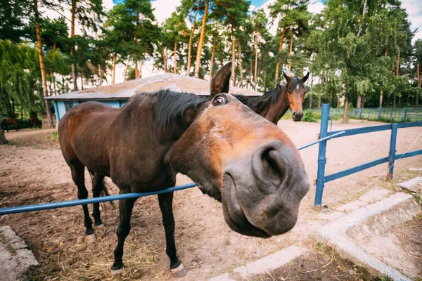 Смешные коричневая лошадь закрыть голову — стоковое фото