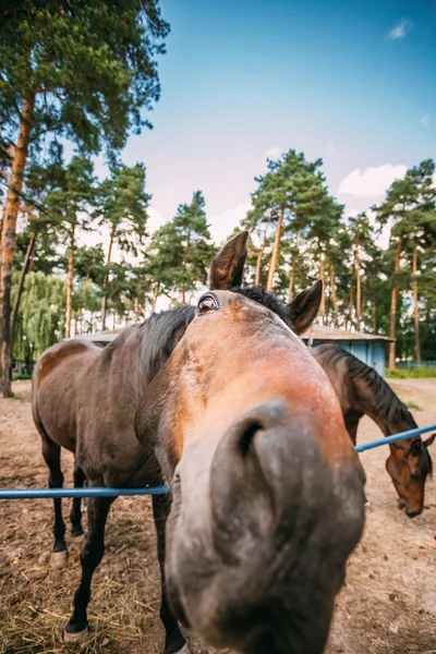 Смешные коричневая лошадь закрыть голову — стоковое фото