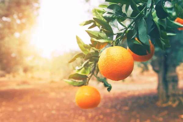 Спелый апельсиновое дерево — стоковое фото