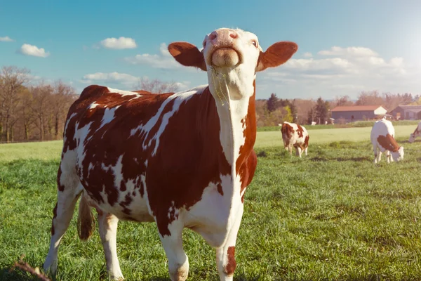 Молочные коровы. Коровы на летние зеленые поля — стоковое фото
