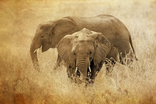 Молодые африканские слоны в старинный тон сепии — стоковое фото