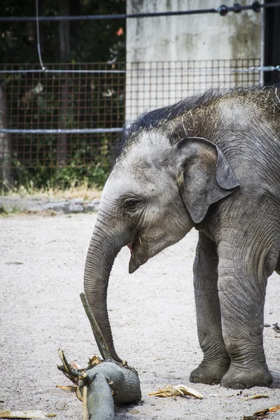 Слоненок, играющий с регистрацией — стоковое фото