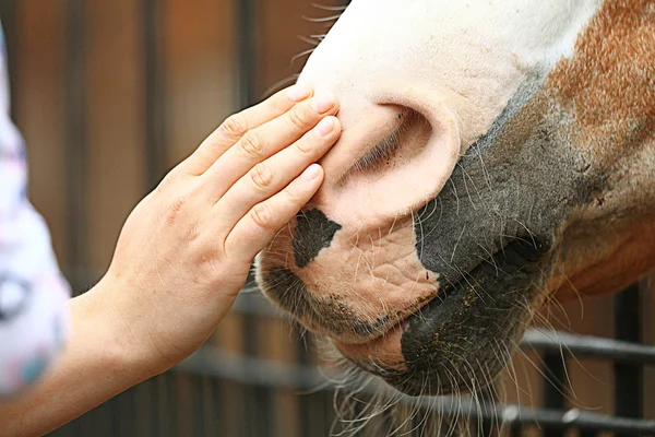 Рука человека поглаживающая лошадь — стоковое фото