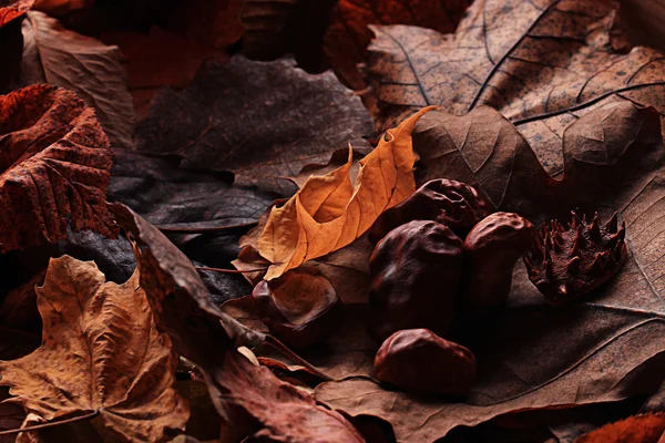 Осенние листья Стоковое Фото