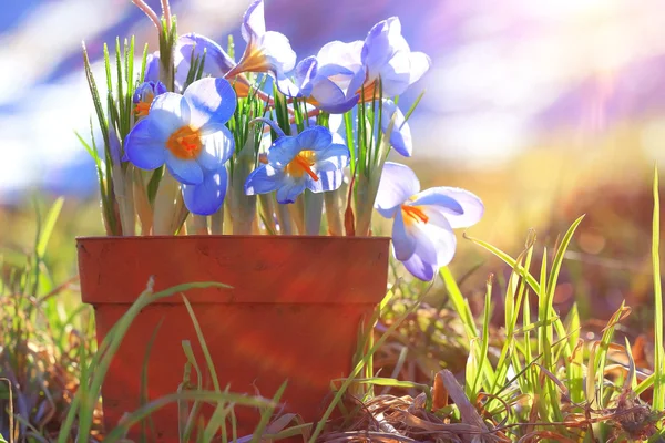 Синий весенние крокусы цветы — стоковое фото