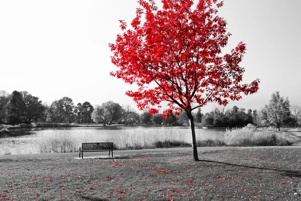 Красное дерево над парк скамейка Лицензионные Стоковые Фото