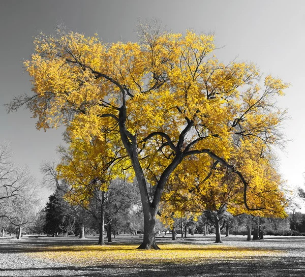 Большой золотой дерево — стоковое фото