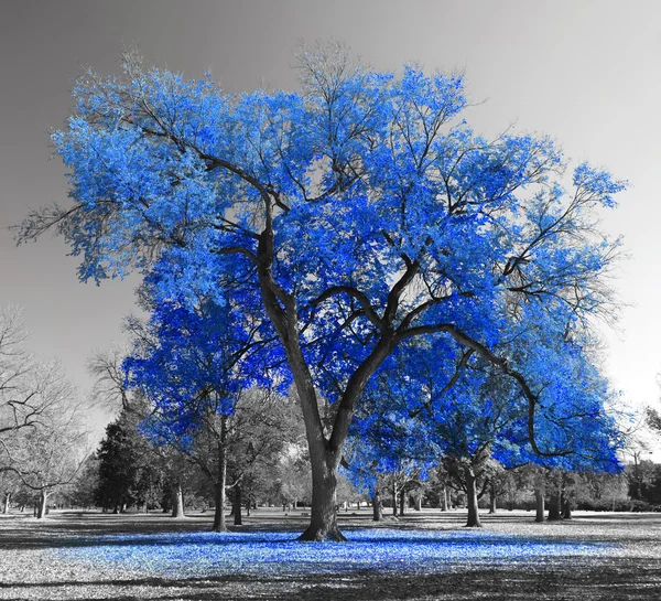 Большой голубой дерево Лицензионные Стоковые Изображения