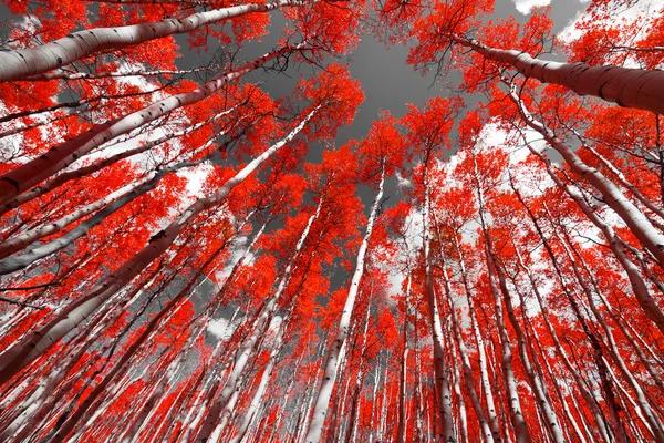 Красный лес Стоковая Картинка