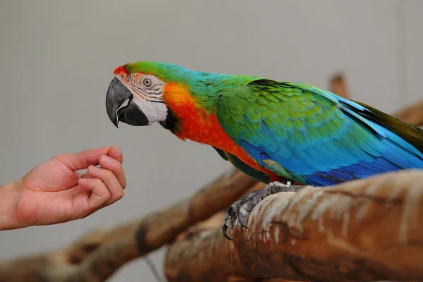 Macaw красивая птица — стоковое фото
