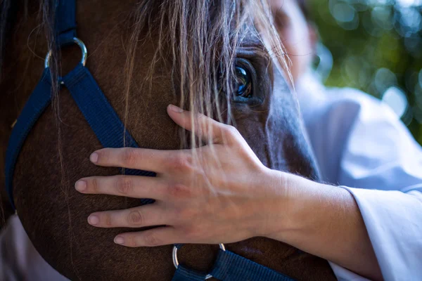 Закрыть на отдых ветеринары руку на голову лошади — стоковое фото