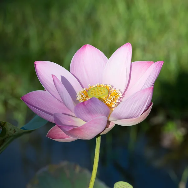 Цветок розового лотоса цветут Стоковая Картинка