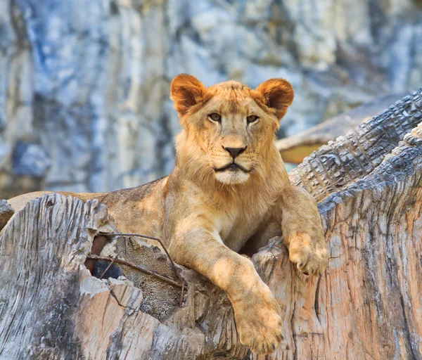 Лев дикий животное — стоковое фото