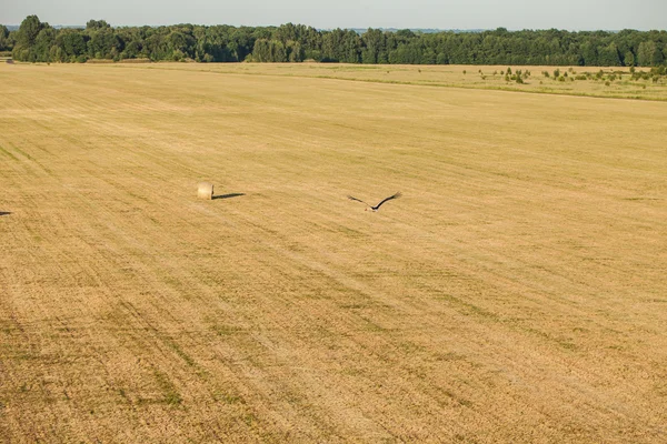 Аэрофотоснимок тюков сена и летящей птицы аист на поле урожай Стоковая Картинка