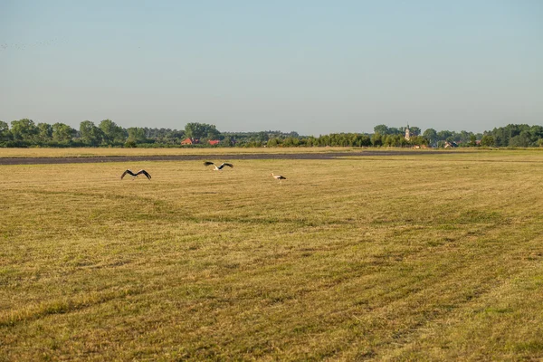 Аэрофотоснимок травяными полями и летящей птицы аист Стоковое Фото
