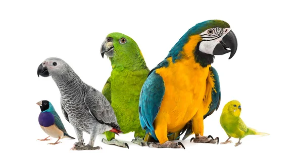 Группы попугаев на белом фоне — стоковое фото