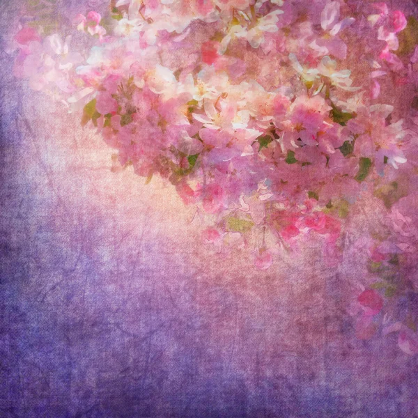 Весенний вишневый цвет Стоковое Изображение