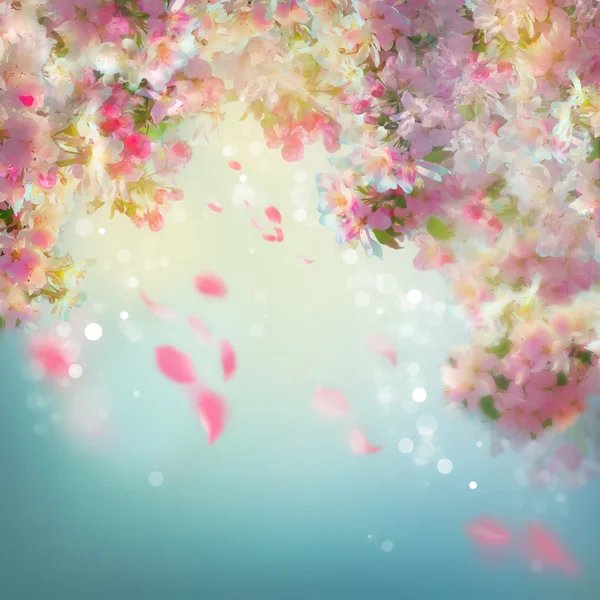 Весенний фон вишневого цвета Лицензионные Стоковые Изображения
