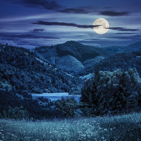 Сосны около луга в горах ночью — стоковое фото