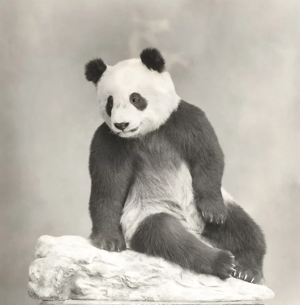 Гигантская панда расслабляющий Лицензионные Стоковые Фото