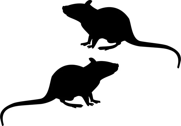 Крысы Стоковое Изображение