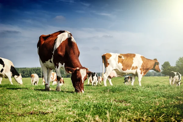 Стадо коров в поле лето зеленый — стоковое фото