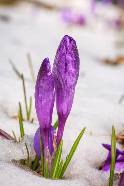 Цветение Фиолетовые крокусы, Весенние Подснежники в снег в горах — стоковое фото