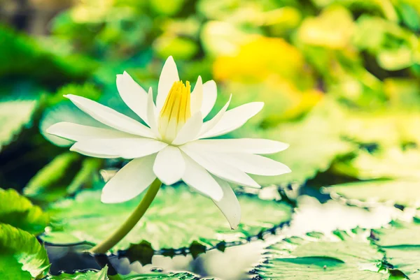 Белый цветок лотоса Стоковая Картинка
