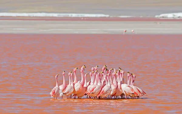 Танец фламинго в розовой воде — стоковое фото