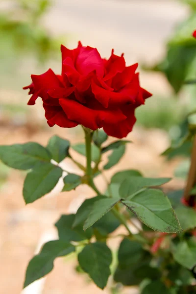 Красные розы на ветке — стоковое фото