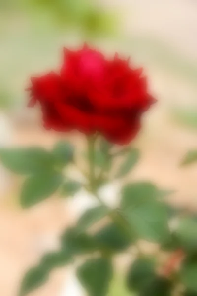 Затуманенное розы на ветке — стоковое фото