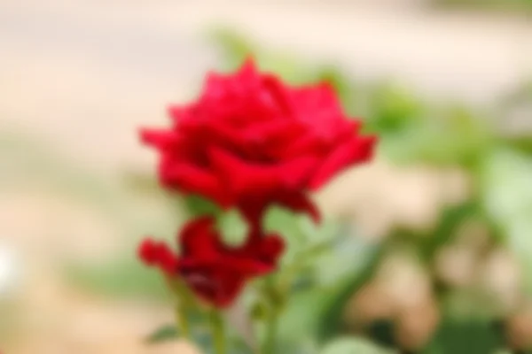 Затуманенное розы на ветке — стоковое фото