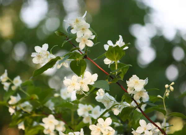 Белые цветки на ветвях Стоковая Картинка