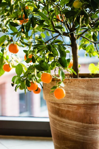 Маленький апельсиновое дерево — стоковое фото