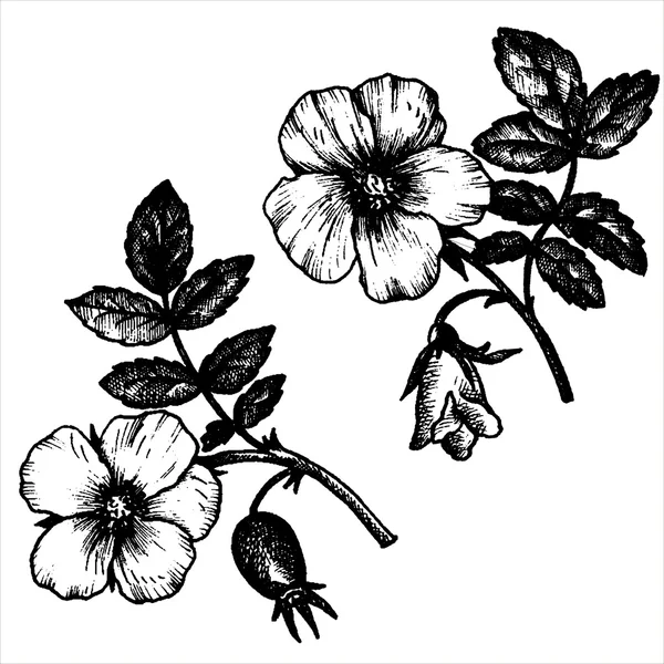 Цветы шиповника — стоковый вектор